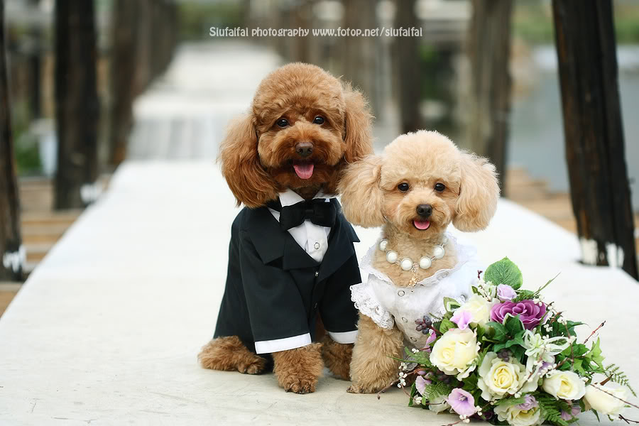 Incorporating dogs into the wedding ceremony is becoming more and more 